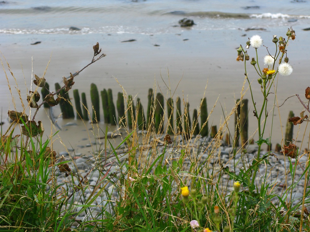 Former harbour at Llanrhystud to serve the lime kilns