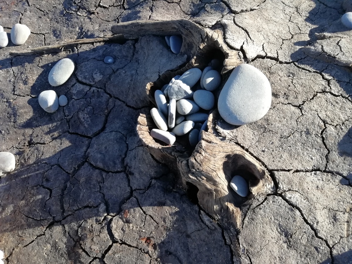 Coastline forest at Llanrhystud