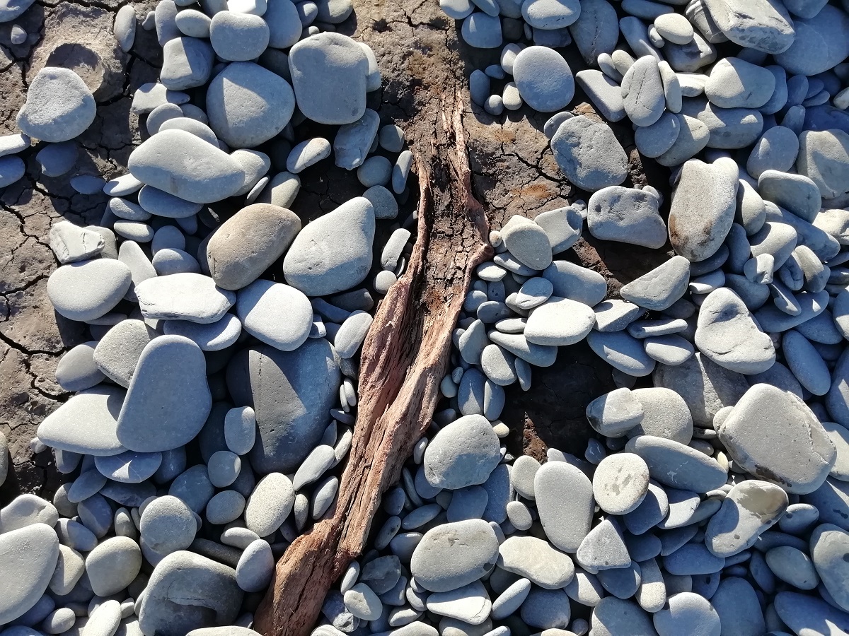 Llanrhystud coastline forest