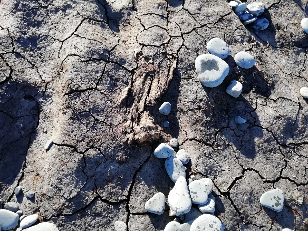 Lost forest on Llanrhystud beach