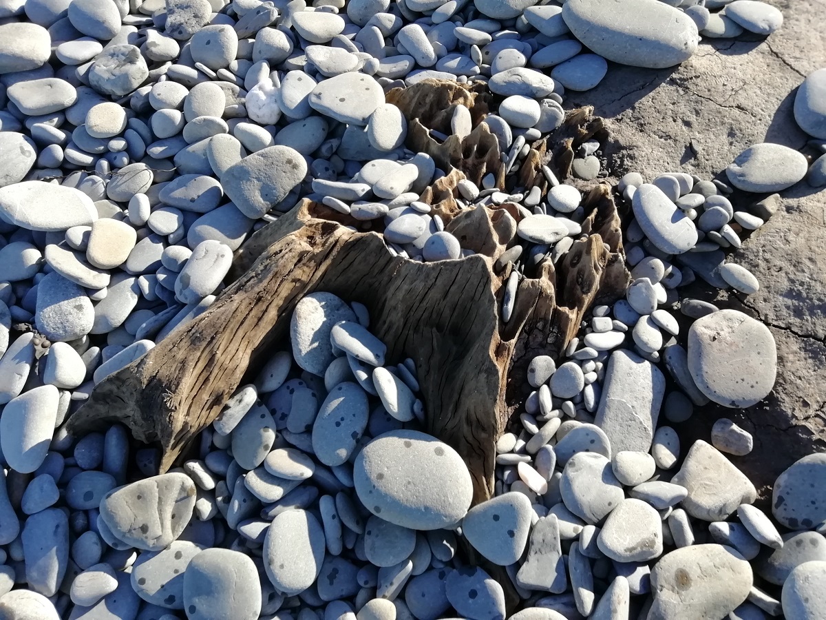 Tree stumps emerge on Llanrhystud beach